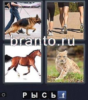 4 фотки 1 слово: собака (немецкая овчарка) на поводке, ноги (бегут по дорожке), лошадь (конь), рысь