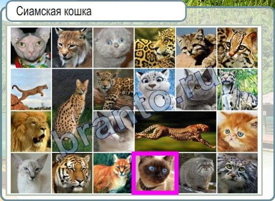Горячо-Холодно игра ответы Уровень 23 сиамская кошка фото