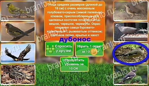 игра В мире животных подсказки Одноклассники, ВКонтакте уровень 67