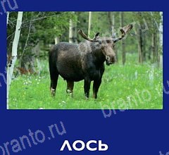 ответы на игру Что это за зверь на телефоне Уровень 32