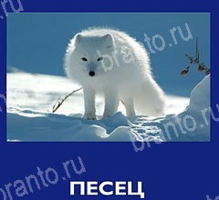 Подсказки на игру Что это за зверь андроид уровень 33