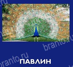 Решения на игру Что это за зверь на планшете уровень 34