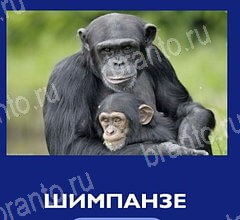 Помощь на игру андроид Что это за зверь уровень 35