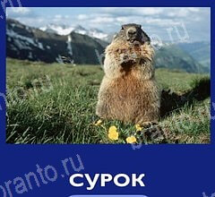 ответы на игру на телефоне Что это за зверь уровень 37