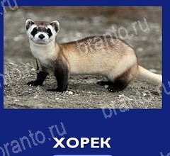 Что это за зверь игра ответы на телефоне уровень 38