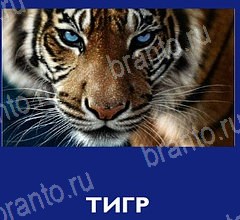 андроид Что это за зверь ответы уровень 39