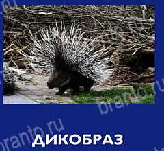 Что это за зверь подсказки на планшете Уровень 40