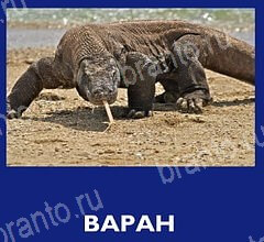 игра Что это за зверь ответ на Уровень 41