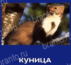 решебник на игру Что это за зверь Уровень 42