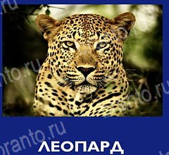 Что это за зверь решения Уровень 43