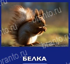 Что это за зверь игра подсказки Уровень 45