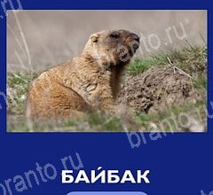 Что это за зверь игра на телефоне помощь Уровень 46