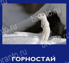 Что это за зверь ответы в картинках на планшете Уровень 47