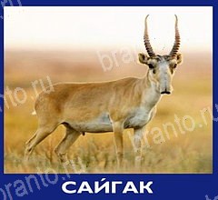 Игра Что это за зверь ответы андроид Уровень 48