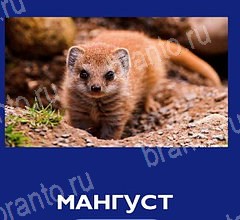 игра Что это за зверь помощь андроид Уровень 50