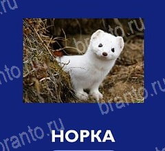 игра Что это за зверь? ответы на телефоне на Уровень 51