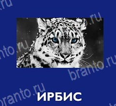 решебник на игру Что это за зверь? Уровень 52