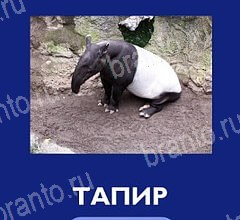 Что это за зверь решения Уровень 53