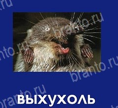 Что это за зверь игра ответы Уровень 54