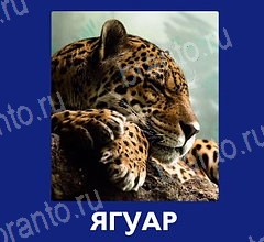 Что это за зверь игра помощь на планшете Уровень 56