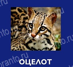 Что это за зверь ответы в картинках Уровень 57