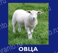 Игра Что это за зверь ответы андроид Уровень 58