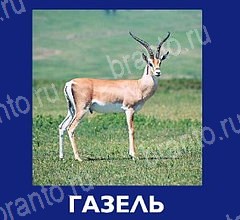 Игра Что это за зверь подсказки андроид Уровень 59