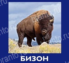 Игра Что это за зверь ответы андроид Уровень 60