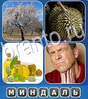 Что общего ответы дерево, плод, масло, болит горло