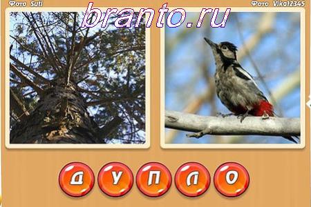 Игра Миксер слов Два слова в одном прохождение все уровни: на картинках изображены дерево, птица