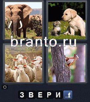 Четыре картинки одно слово (Word) 146 уровень: слон, щенок и котёнок, овцы, белка сидит на дереве