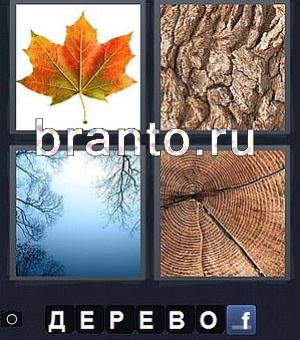 Ответы в игре 4 картинки одно слово: лист клёна, кора дерева (сосны), ветки деревьев и небо, кольца на пне