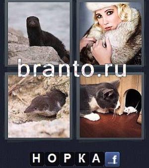 4 фотки 1 слово (Word) игра ответы, уровень 97: животные, девушка в шубе с мехами и воротником, кошка ловит мышку