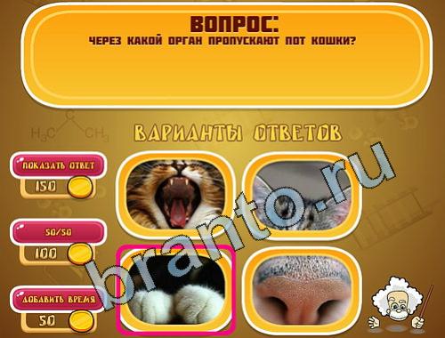 Игра Эйнштейн подКошки уровень 578