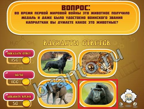 ПодЖивотные на игру Эйнштейн уровень 762