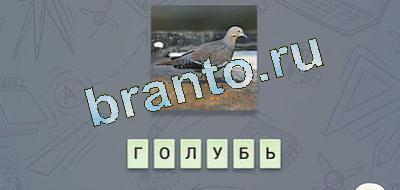 игра эврика відповіді Фауна в контакте уровень 15