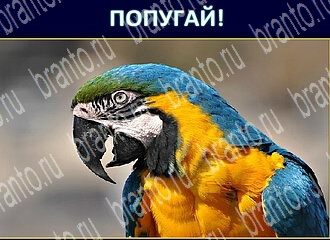 помощь на игру Экстрасенс в одноклассниках уровень 93