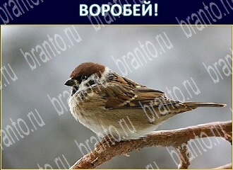 игра Экстрасенс подсказки одноклассники уровень 97