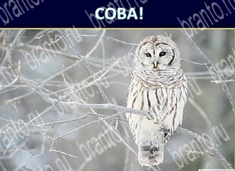 приложение Экстрасенс ответы на все задания уровень 109