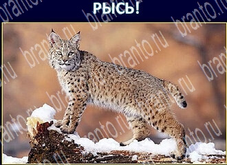 ответы на игру Одноклассники Экстрасенс уровень 135