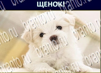 Игра Экстрасенс ответы Одноклассники уровень 210