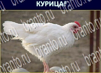 ответы на игру Экстрасенс уровень 235