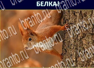 игра Экстрасенс ответы в одноклассниках уровень 246