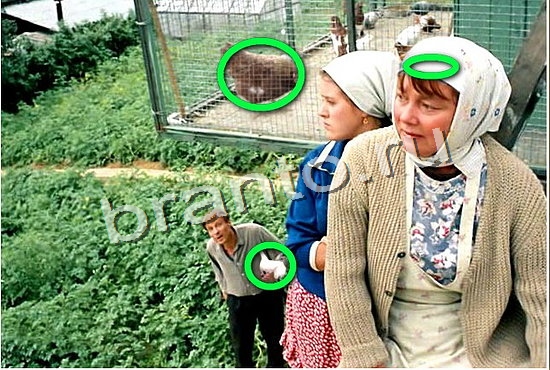 сборник ответы найди Фотоляпы Уровень 385