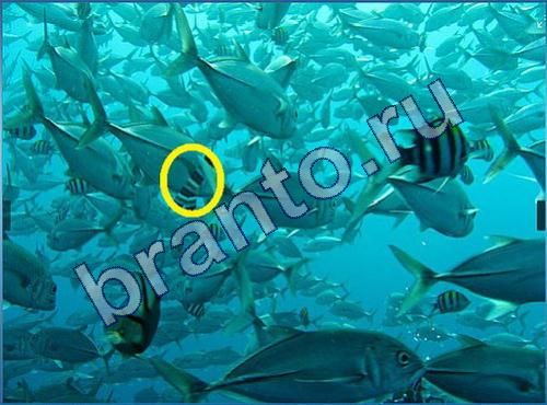 ответы на игру Что-то тут не так Уровень 244