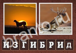 gibrifomania помощь для планшета уровень 244