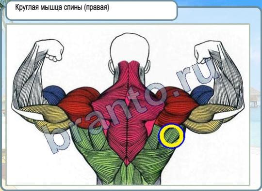Решения на игру Горячо-Холодно Уровень 183 круглая мышца спины правая