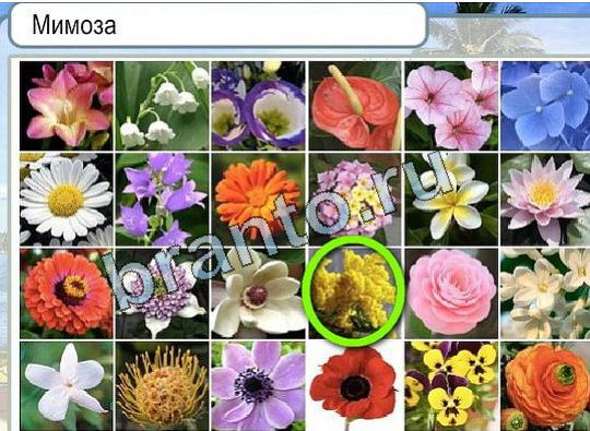 ответы на игру Горячо-Холодно Уровень 1801 Мимоза