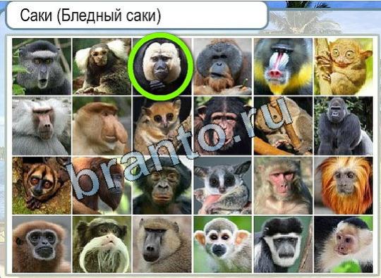 Горячо-Холодно ответы Уровень 1808 Бледный саки