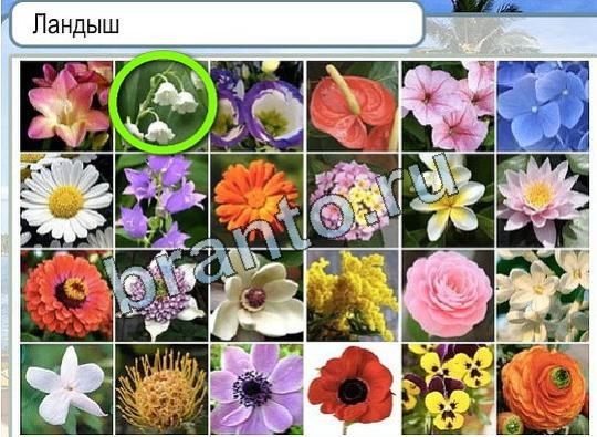 Горячо-Холодно решения Уровень 1812 Ландыш